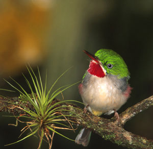 Birdlife in the Dominican Republic